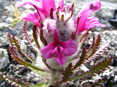 Pedicularis dasyantha