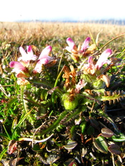 Pedicularis hirsuta