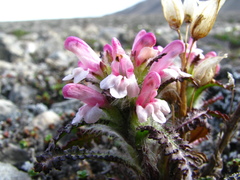 Pedicularis hirsuta