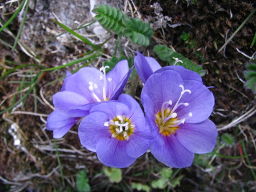 Northern Jacob's-ladder