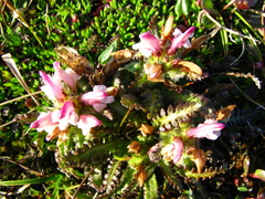 Pedicularis hirsuta