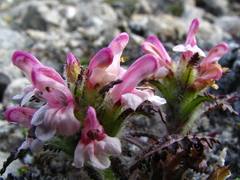 Pedicularis hirsuta