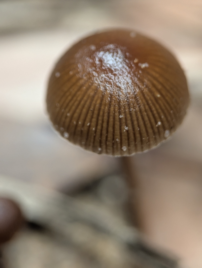 Deconica coprophila · February 2026 · photo: © uncivilisation (iNaturalist, cc-by)
