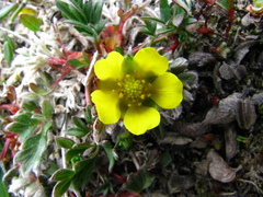 Potentilla rubricaulis