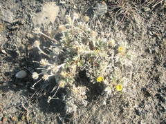Potentilla hyparctica