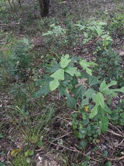 Ficus fraseri
