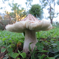 Termitomyces clypeatus