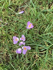 Crocus vernus