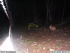 Sylvilagus cunicularius insolitus