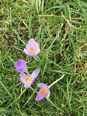 Crocus vernus