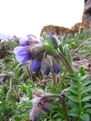 Polemonium boreale