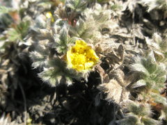 Potentilla hyparctica