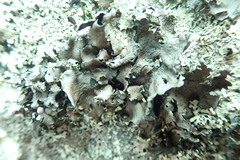 Umbilicaria polyphylla