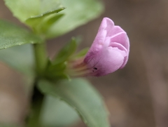 Gratiola peruviana, photograph (c) Corin, some rights reserved (CC BY)