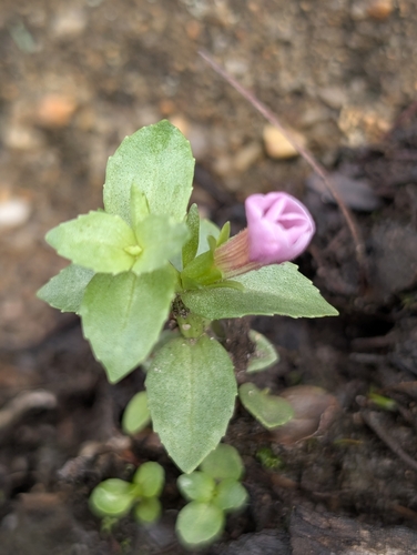 Gratiola peruviana, photograph 6