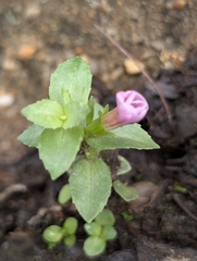 Gratiola peruviana, photograph (c) Corin, some rights reserved (CC BY)