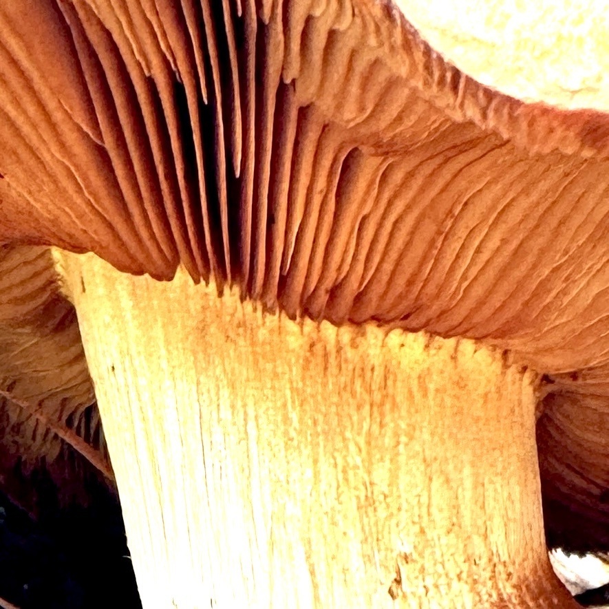 Gymnopilus ventricosus · February 2026 · photo: © karenoffereins (iNaturalist, cc-by)