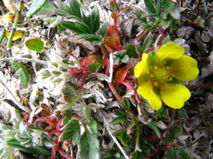 Potentilla rubricaulis
