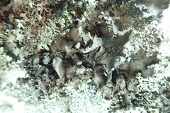 Umbilicaria polyphylla