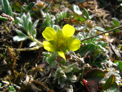 Potentilla pulchella