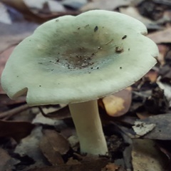 Russula viridis