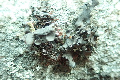 Umbilicaria polyphylla