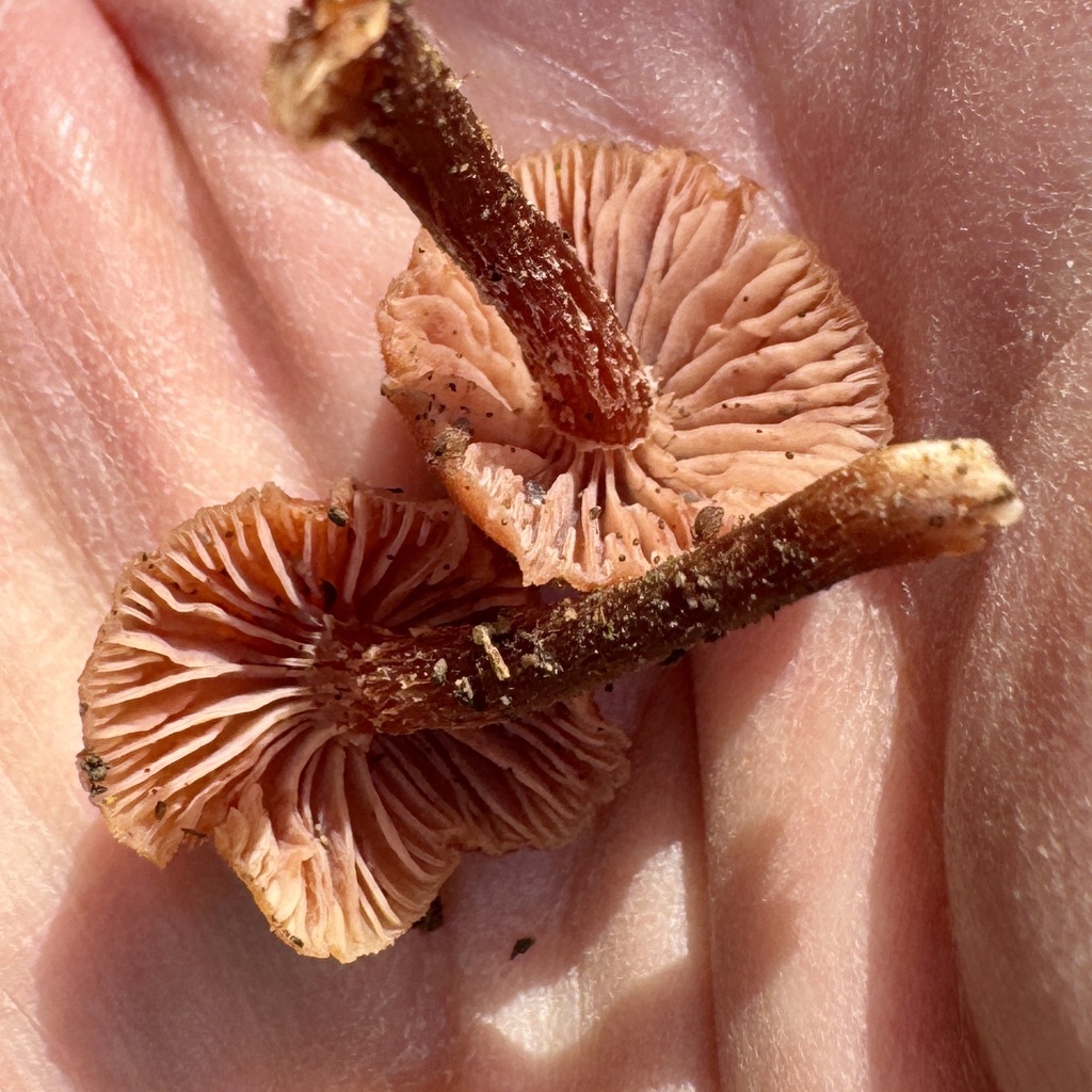 Laccaria laccata · February 2026 · photo: © karenoffereins (iNaturalist, cc-by)