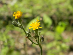 Hieracium sylvularum