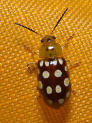 Phola octodecimguttata