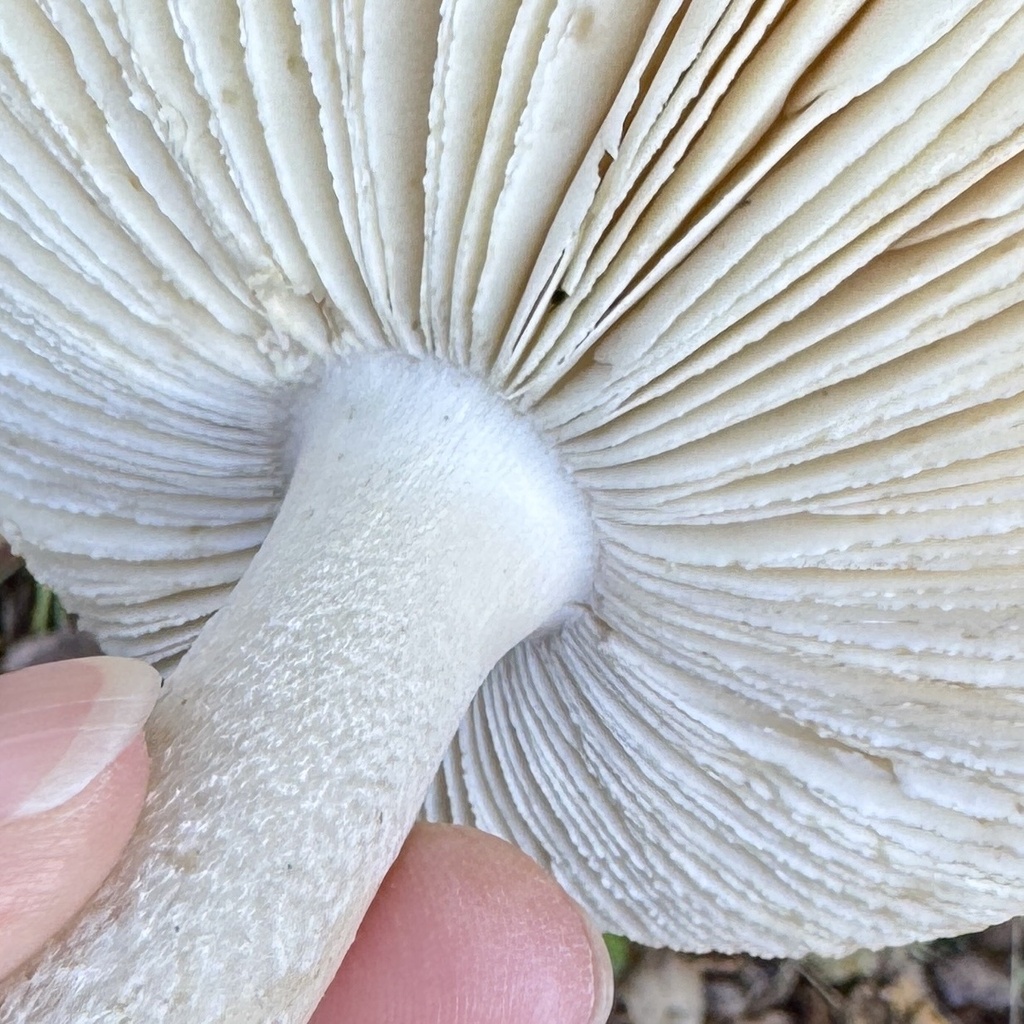 Amanita velosa · February 2026 · photo: © karenoffereins (iNaturalist, cc-by)