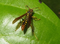 Polistes weyrauchorum