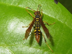 Polistes weyrauchorum