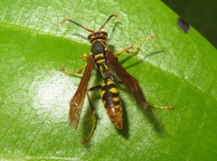 Polistes weyrauchorum