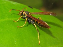 Polistes weyrauchorum