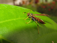 Polistes weyrauchorum