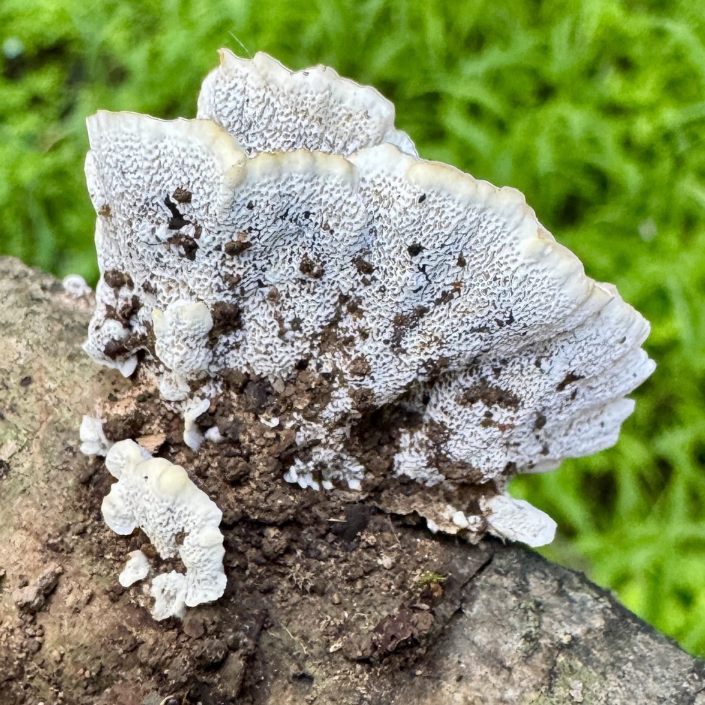 Abortiporus biennis