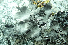 Umbilicaria polyrrhiza