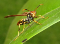 Polistes weyrauchorum