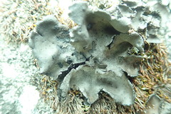 Umbilicaria polyrrhiza