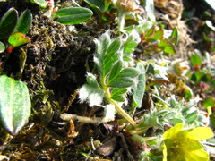 Potentilla pulchella