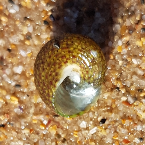 Pennant's topshell