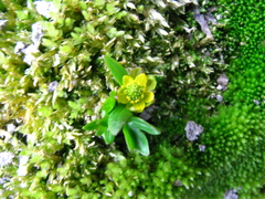 Ranunculus pygmaeus