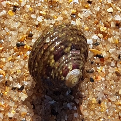 Pennant's topshell