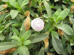 Spilanthes leiocarpa