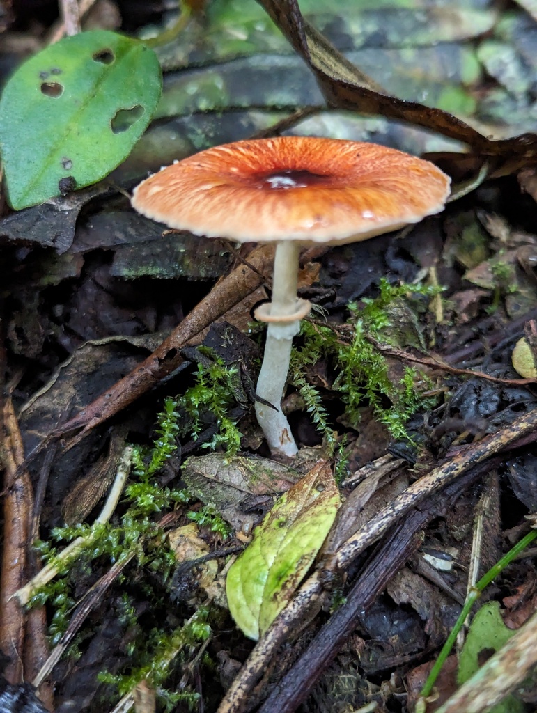 Leucoagaricus rubrotinctoides · January 2024 · photo: © zihaowang (iNaturalist, cc-by)