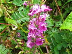 Pedicularis davidii