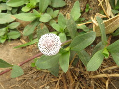 Spilanthes leiocarpa
