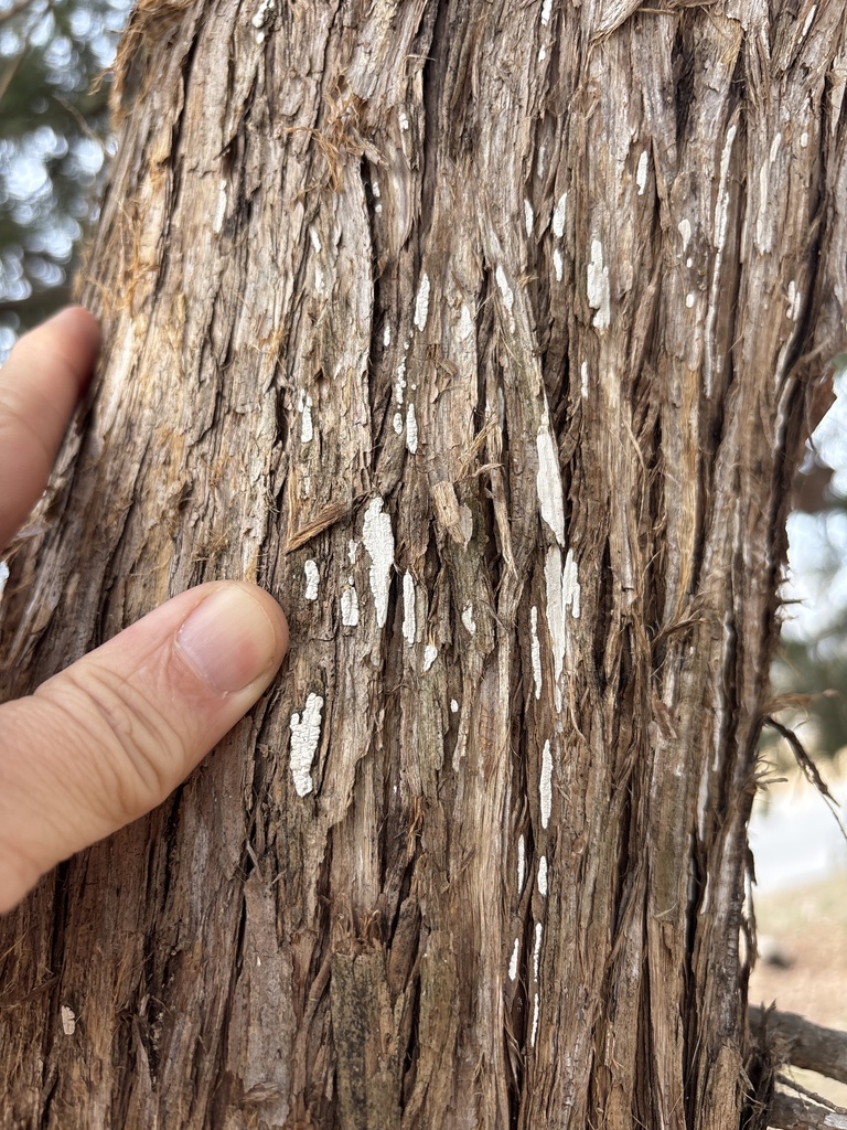 Dendrothele nivosa · February 2026 · photo: © sambiology (iNaturalist, cc-by)