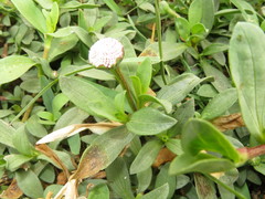 Spilanthes leiocarpa