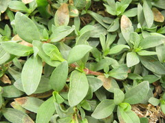 Spilanthes leiocarpa